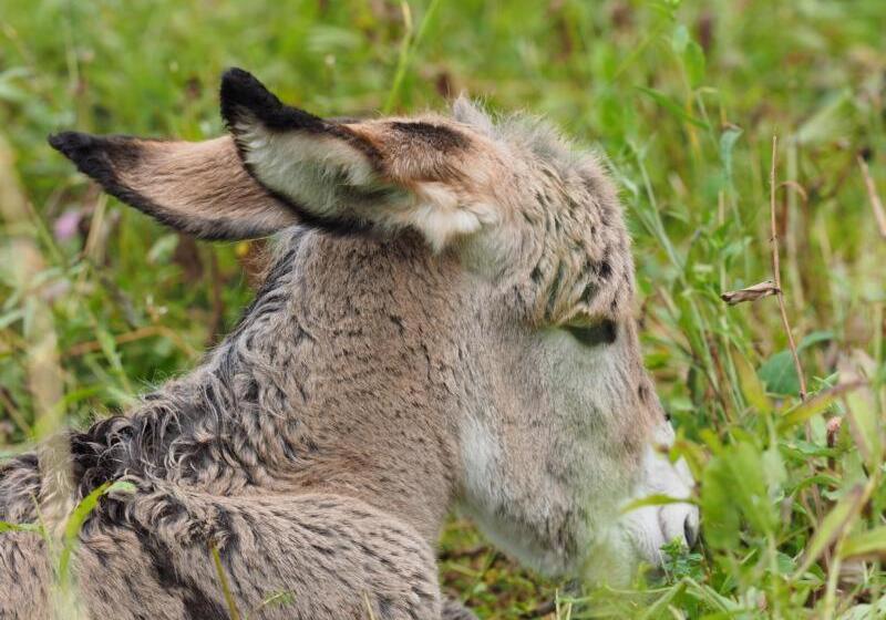 בית מלון כפרי Agriturismo Il Posto Delle Fragole