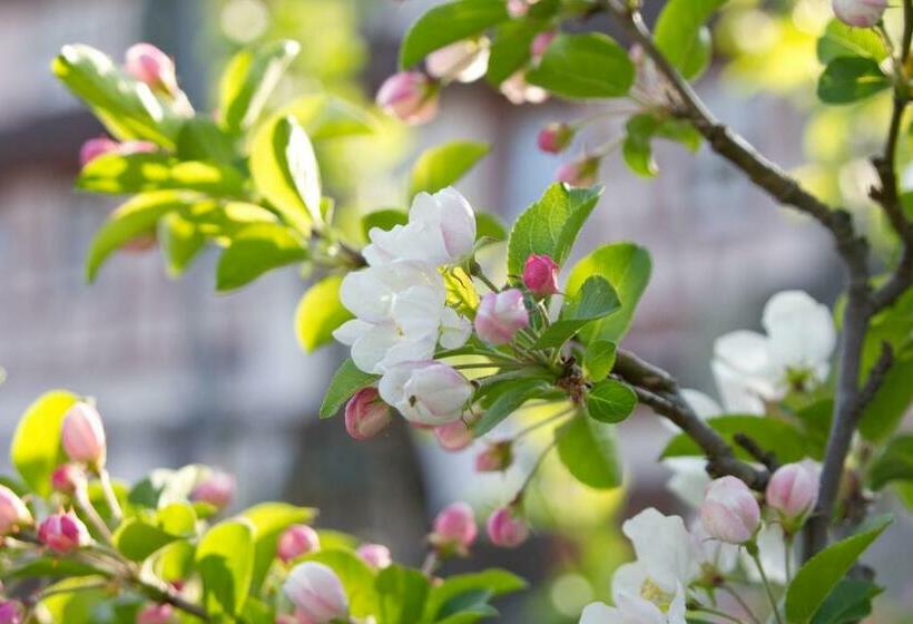 酒店 Gasthof Restaurant Hirsch