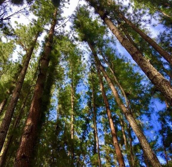 בית מלון כפרי Sennya Resorts