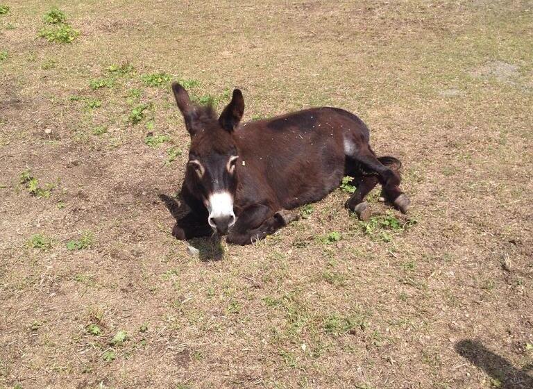 ホテル Eichhof Brienzwiler Berner Oberland