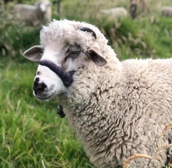 酒店 Hospedaje Maria Valentina