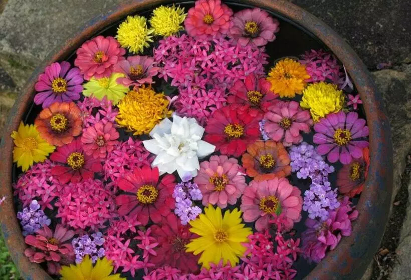 Hotelli Jim S Farm Villas