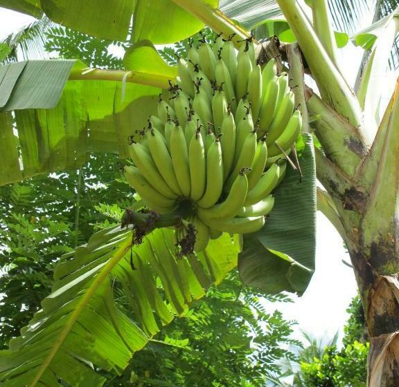 בית מלון כפרי Jim S Farm Villas