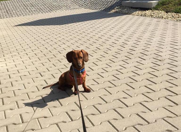 Пансион Pillangó Vendégház