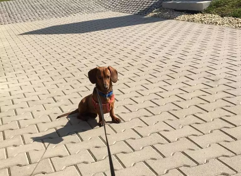 Majatalo Pillangó Vendégház