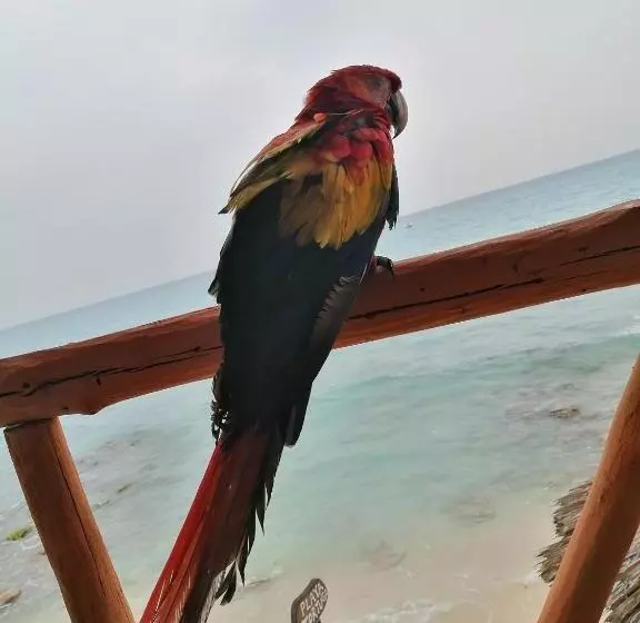 پانسیون Playa Tortuga Cabaña