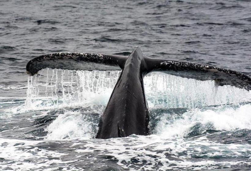 Общежитие Hosteria Farallon Dillon