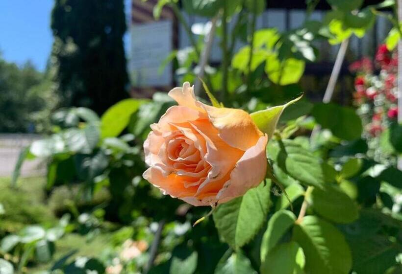 Отель Complex Lenivaya Vera