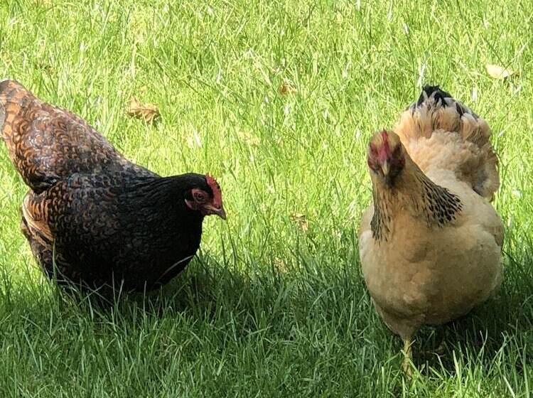 酒店 Hof Van  S Gravenmoer