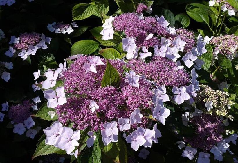 צימר Château Richelieu