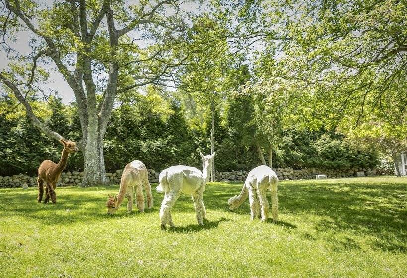 הוסטל Lambert S Cove Inn & Resort