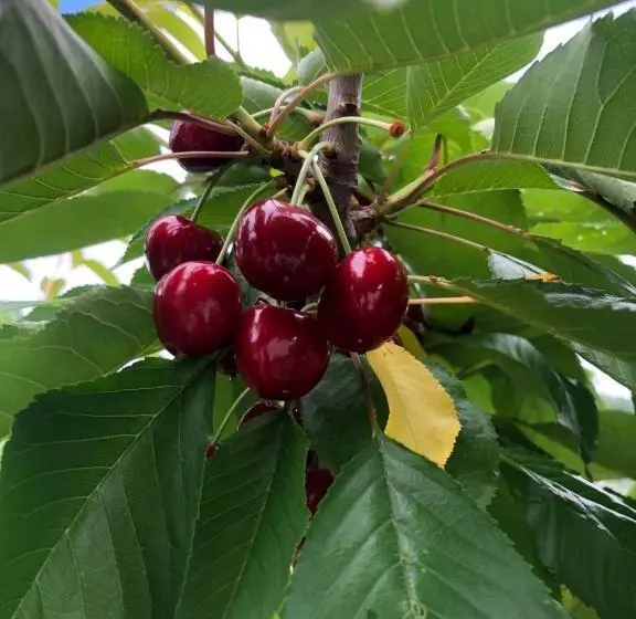 Aamiaismajoitus (B&B) Casa Vacanze Primula Palinuri