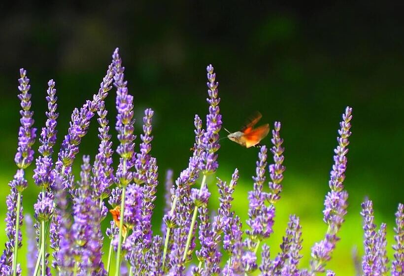 Bed and Breakfast La Belle Verte