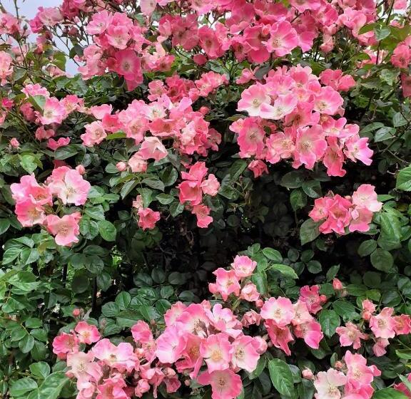 בית מלון כפרי Agriturismo Malvista