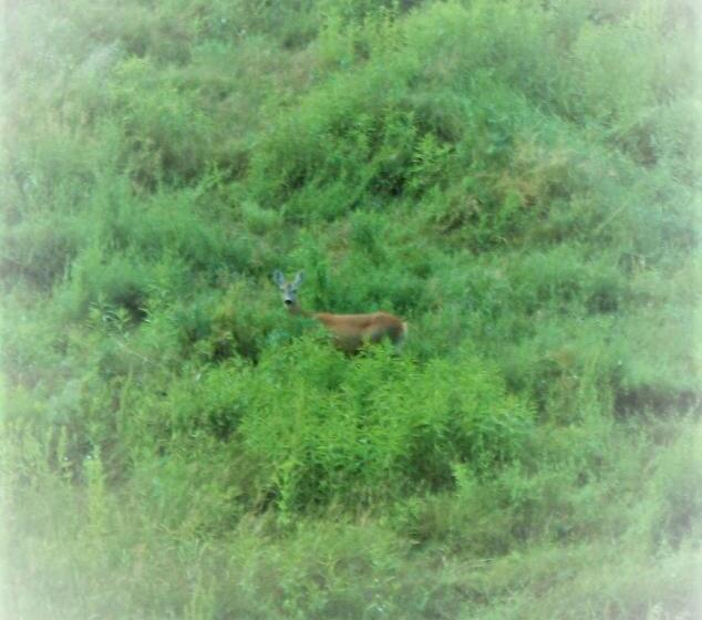 בית מלון כפרי Agriturismo Malvista