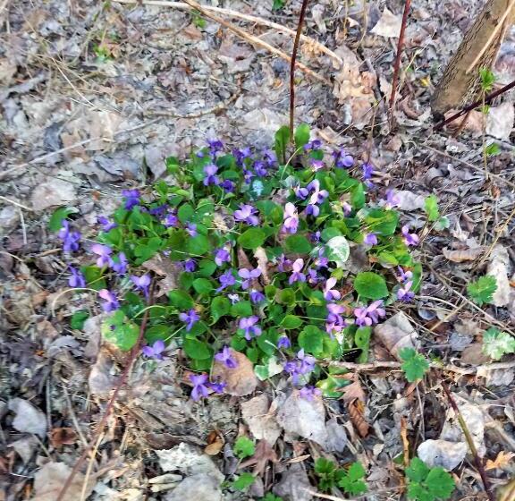 בית מלון כפרי Agriturismo Malvista