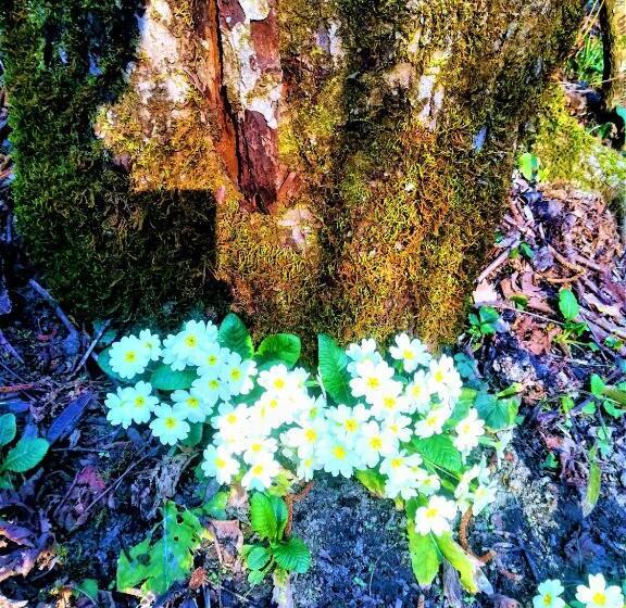 בית מלון כפרי Agriturismo Malvista