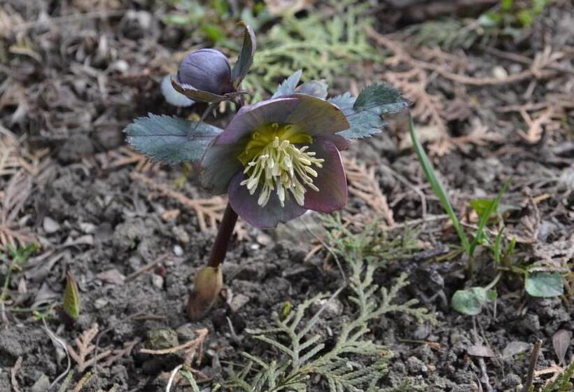 Пансион Vár Lak Vendégház