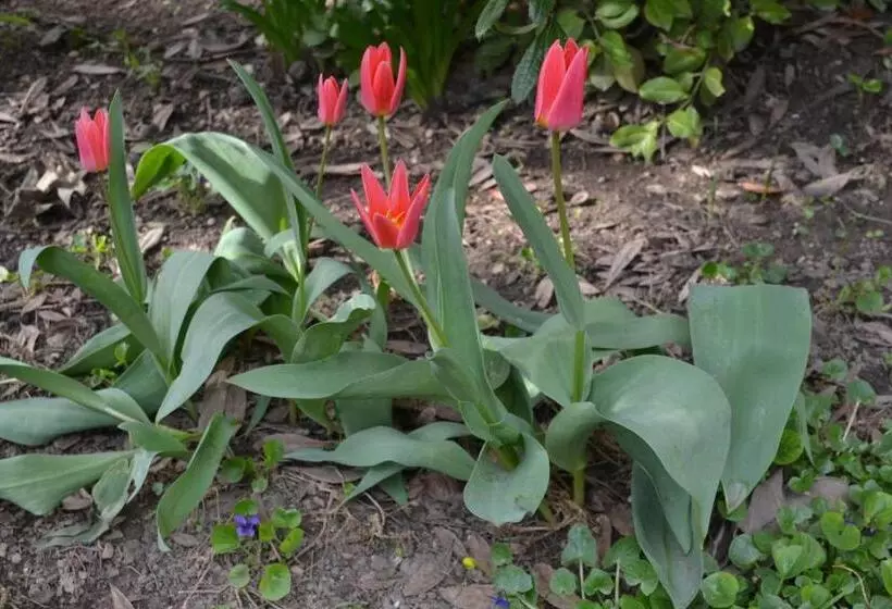 Majatalo Vár Lak Vendégház