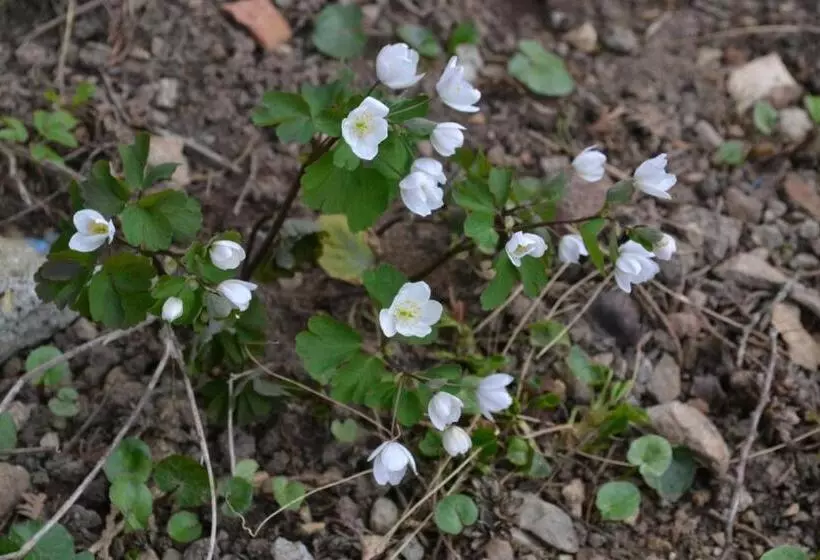 Majatalo Vár Lak Vendégház