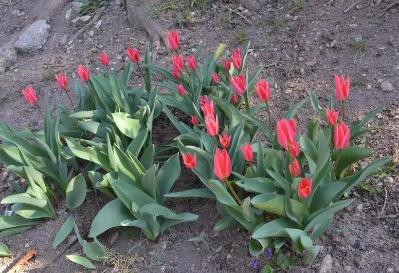 Majatalo Vár Lak Vendégház