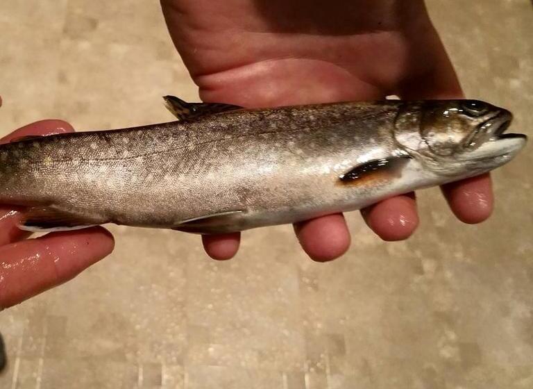 Spillover Motel And Inn