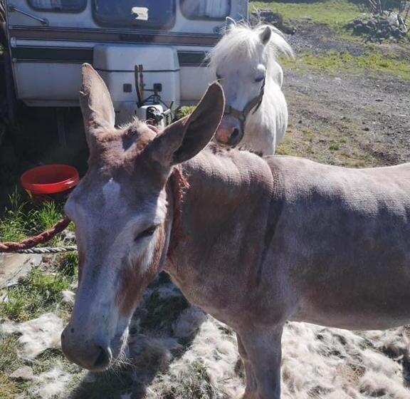 住宿加早餐  Stybeck Farm