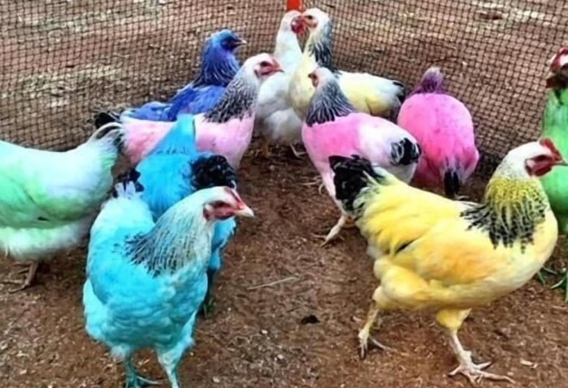 酒店 Royal Carrangarra