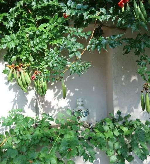 ペンション Jákó Ház