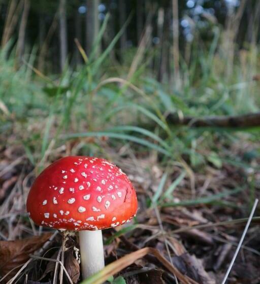 膳宿费 Jákó Ház