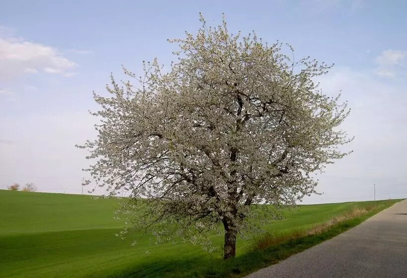 Aamiaismajoitus (B&B) Le Moulin Des Marionnettes