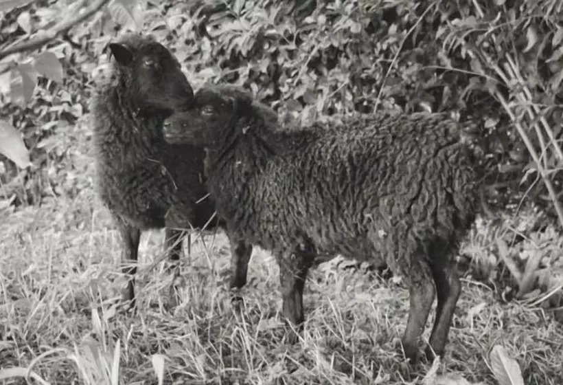 Aamiaismajoitus (B&B) Mont Voyageur