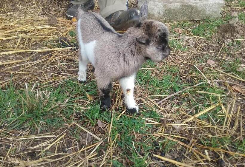 住宿加早餐  Mont Voyageur