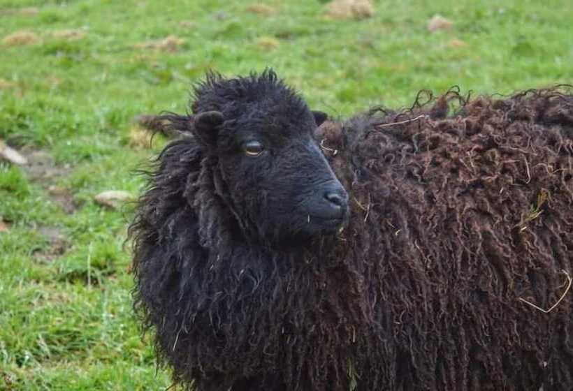 住宿加早餐  Mont Voyageur