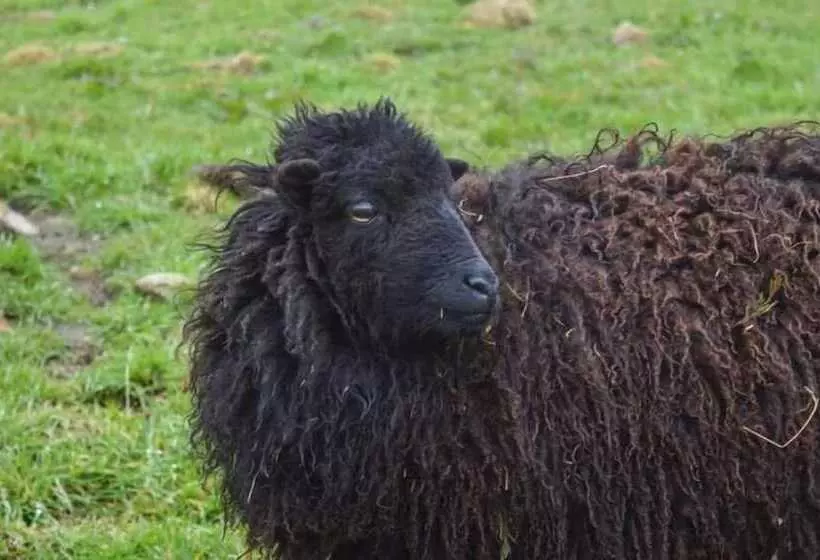 Aamiaismajoitus (B&B) Mont Voyageur