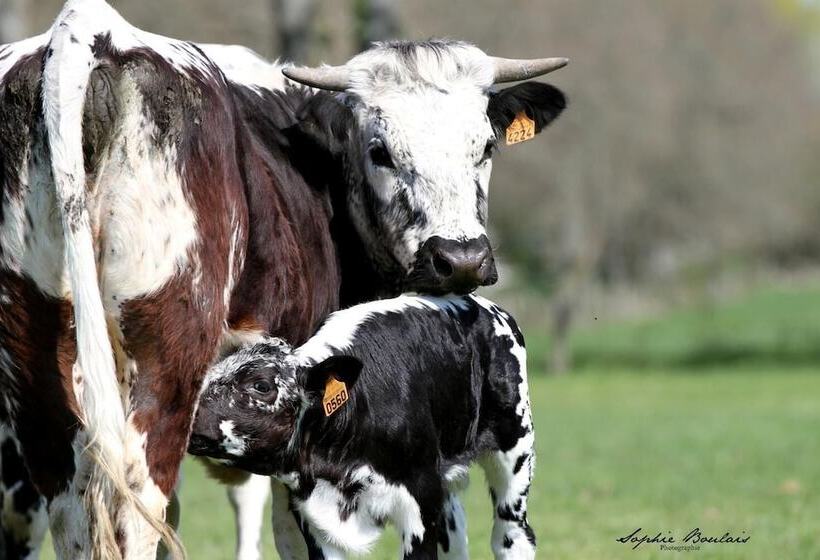 酒店 Auberge Du Tranchoir