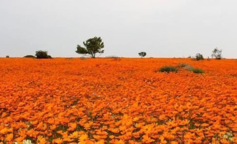 فندق Sperrgebiet Lodge