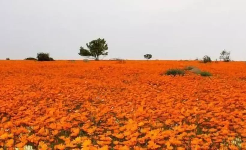 Hotelli Sperrgebiet Lodge