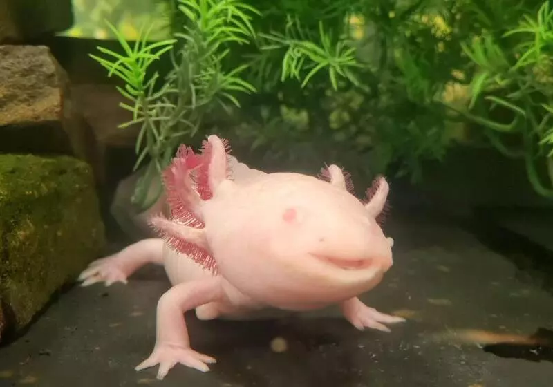 Hotel Holiday Inn Express Swansea East, An Ihg