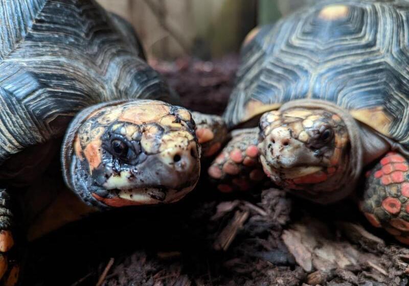 Hotel Holiday Inn Express Swansea East, An Ihg