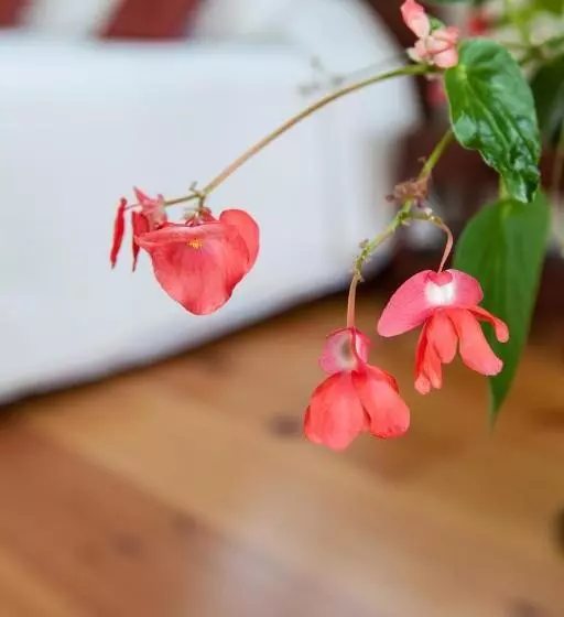 Aamiaismajoitus (B&B) Whitford House And Twin View Barn