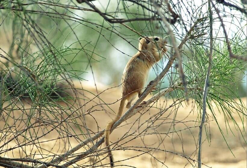 בית מלון כפרי Yurt Camp Aidar