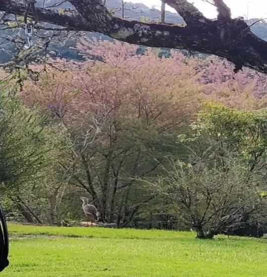 膳宿费 Residencial Das Araucárias