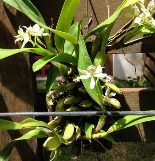 ベッドアンドブレックファースト Villa Albardão Serrambi