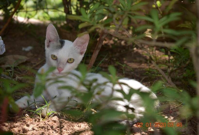 فندق The Village