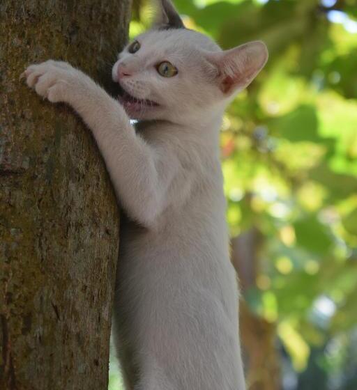 فندق The Village