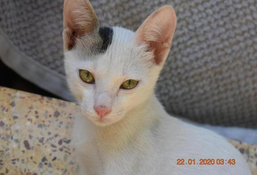 فندق The Village