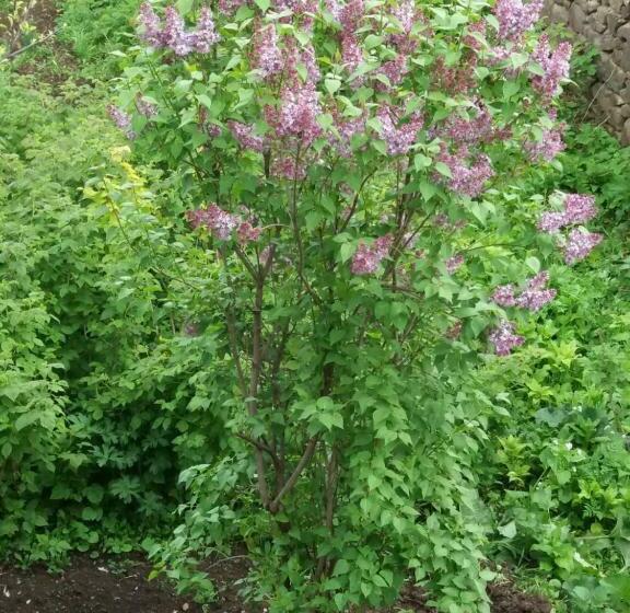 Aida Bed & Breakfast