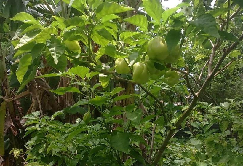 هاستل Posada Miss Portia