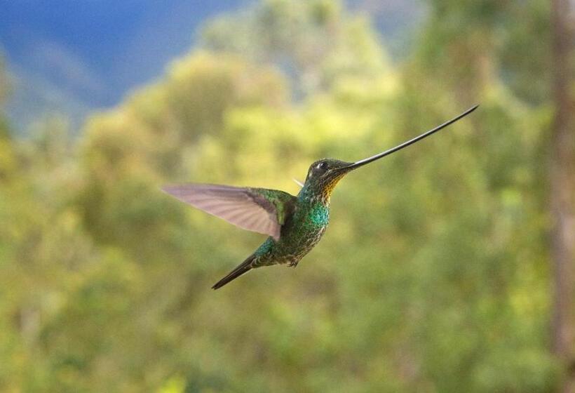 ペンション La Cigarra Casa De Huéspedes